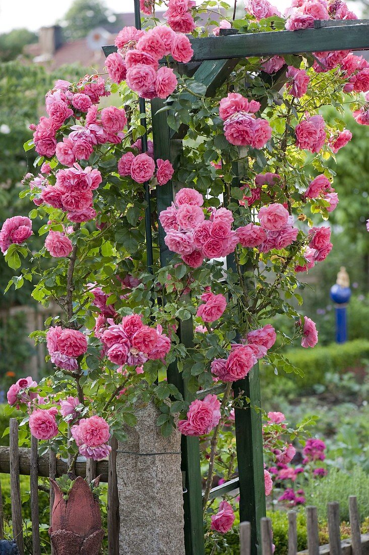 Künstlergarten : Kletterrosen am Eingang zum Bauerngarten