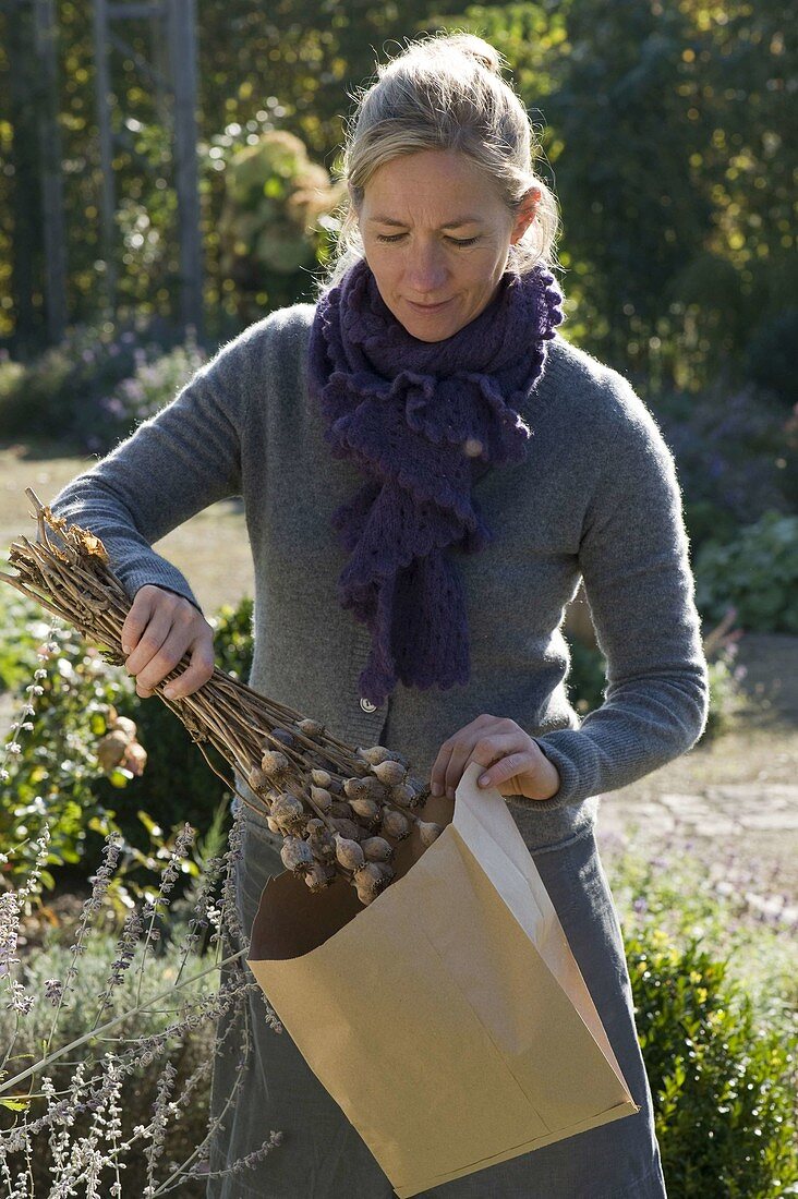 Woman reaping Nigella (virgin in the countryside) seeds