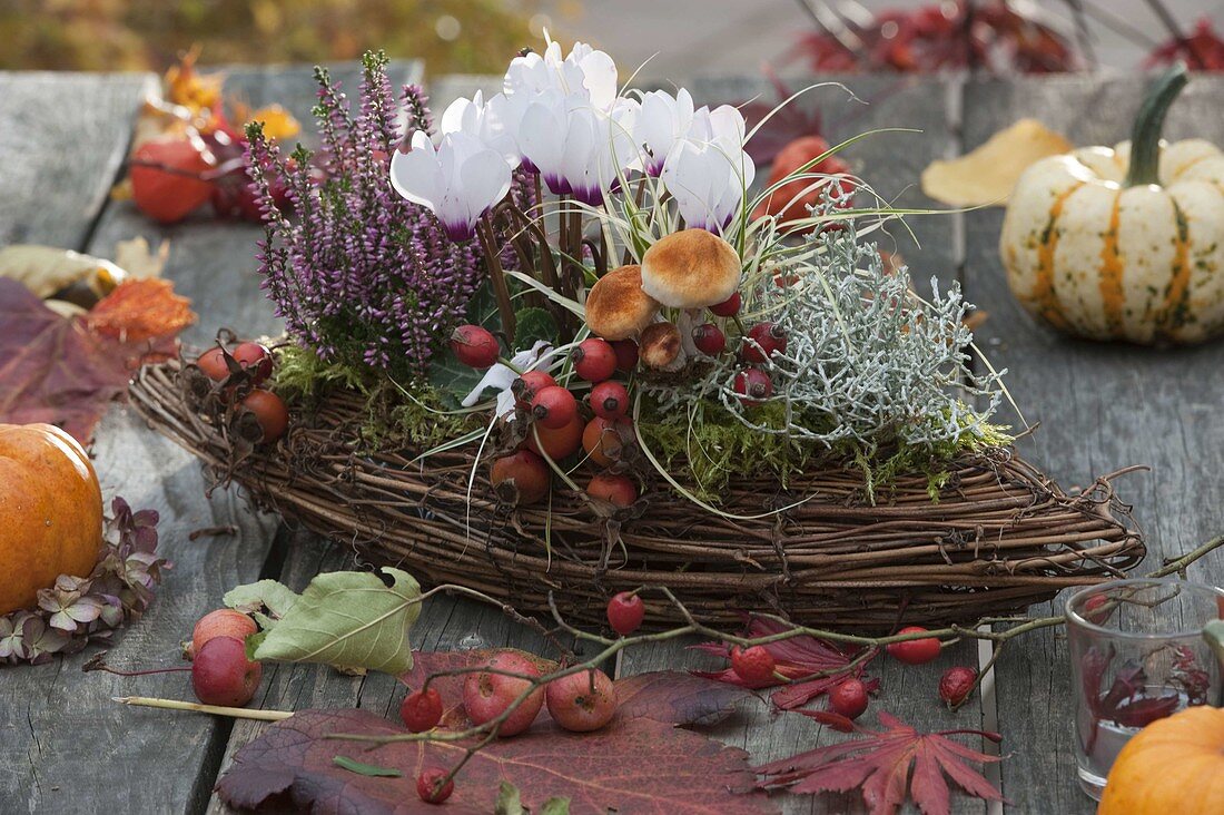 Korb in Boot-Form bepflanzt mit Cyclamen (Alpenveilchen), Calluna