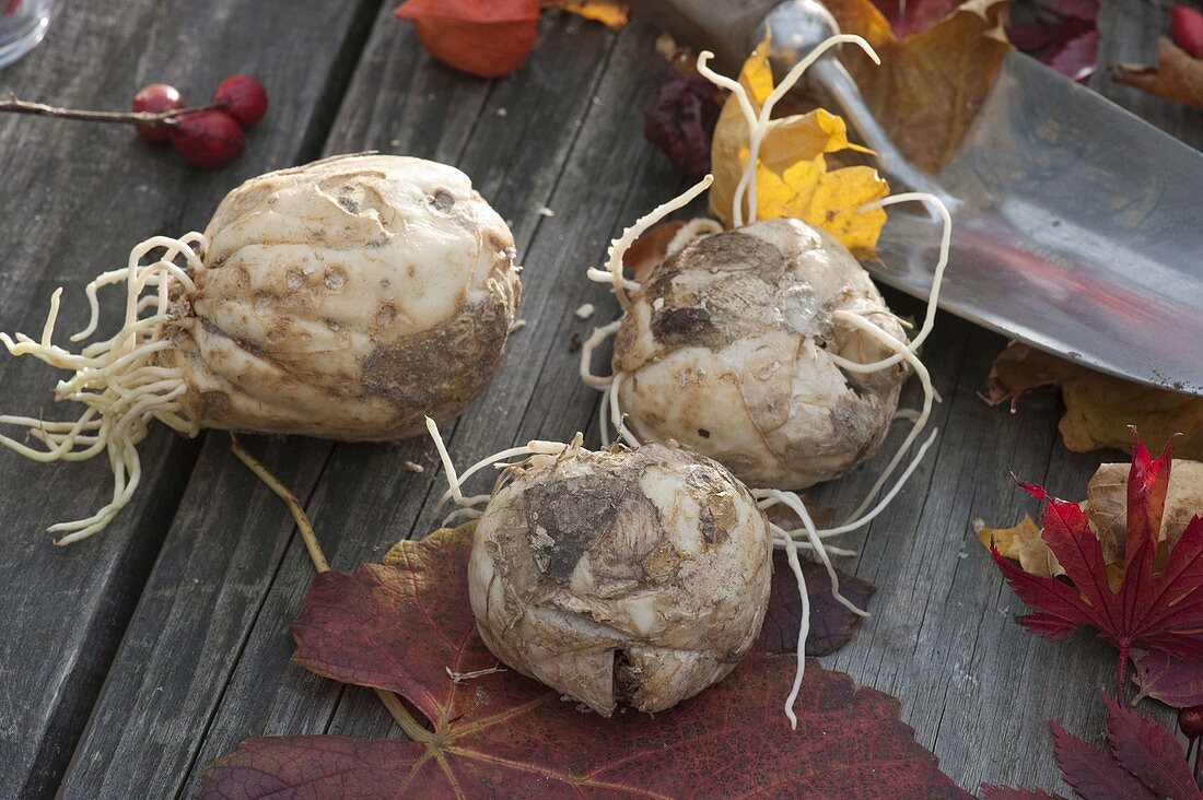 Zwiebeln von Fritillaria (Kaiserkronen), kleine Handschaufel, Herbstlaub