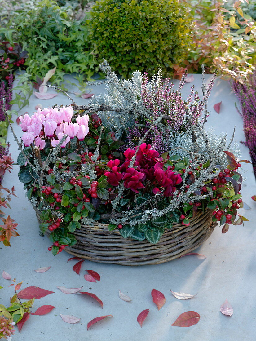 Basket ring as a planted wreath with Cyclamen, Gaultheria