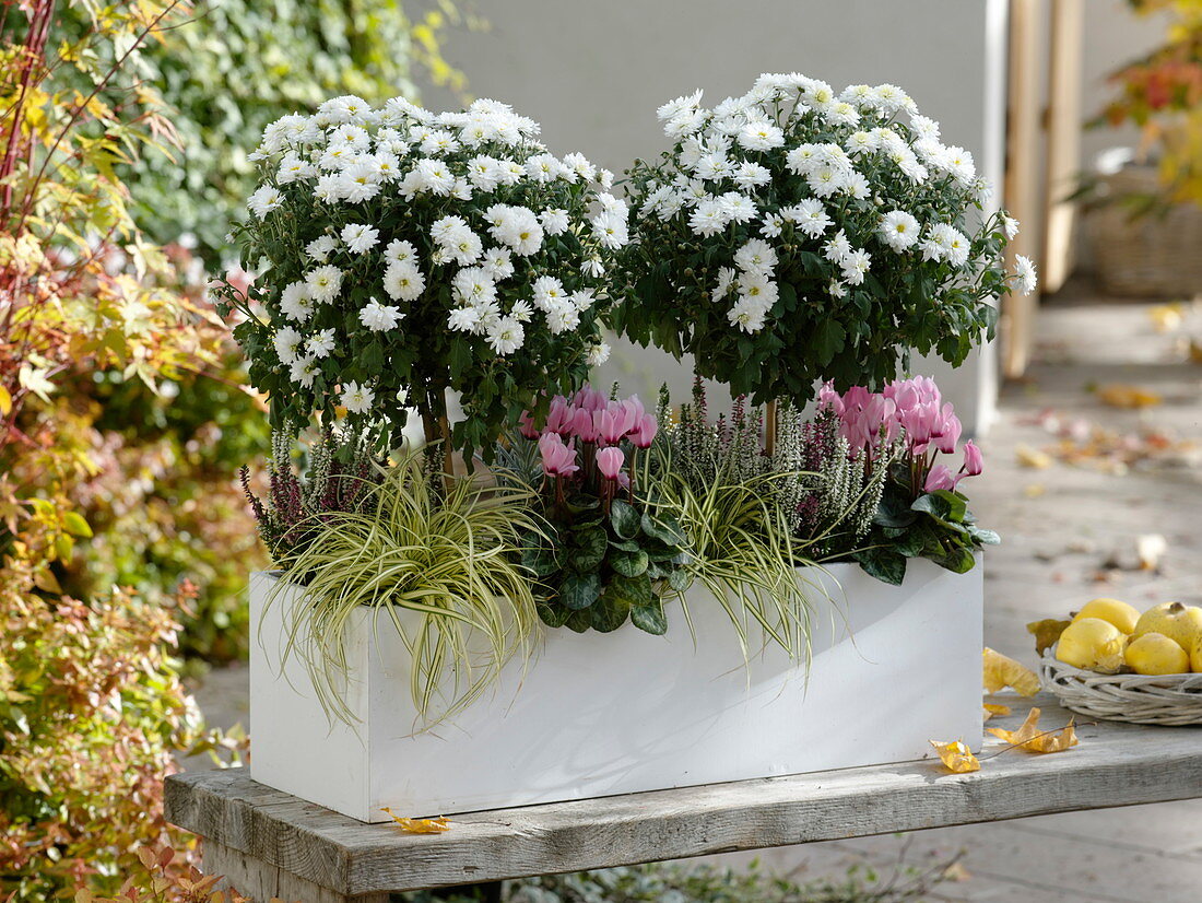 weiße Chrysanthemum (Herbstchrysanthemen) Stämmchen im Kasten