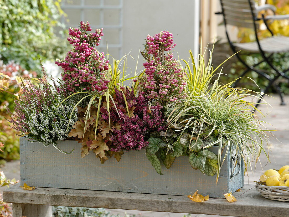 Box with Pernettya (Peat Myrtle), Calluna vulgaris Garden Girls