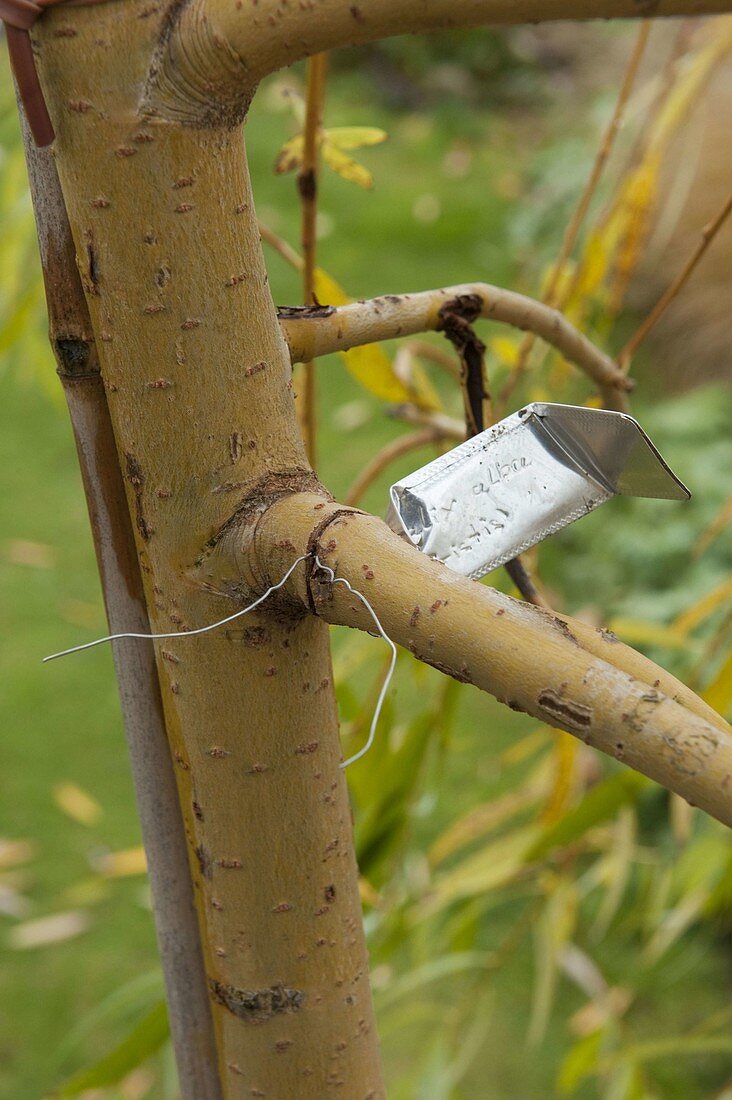 To firmly tied label on woody plants