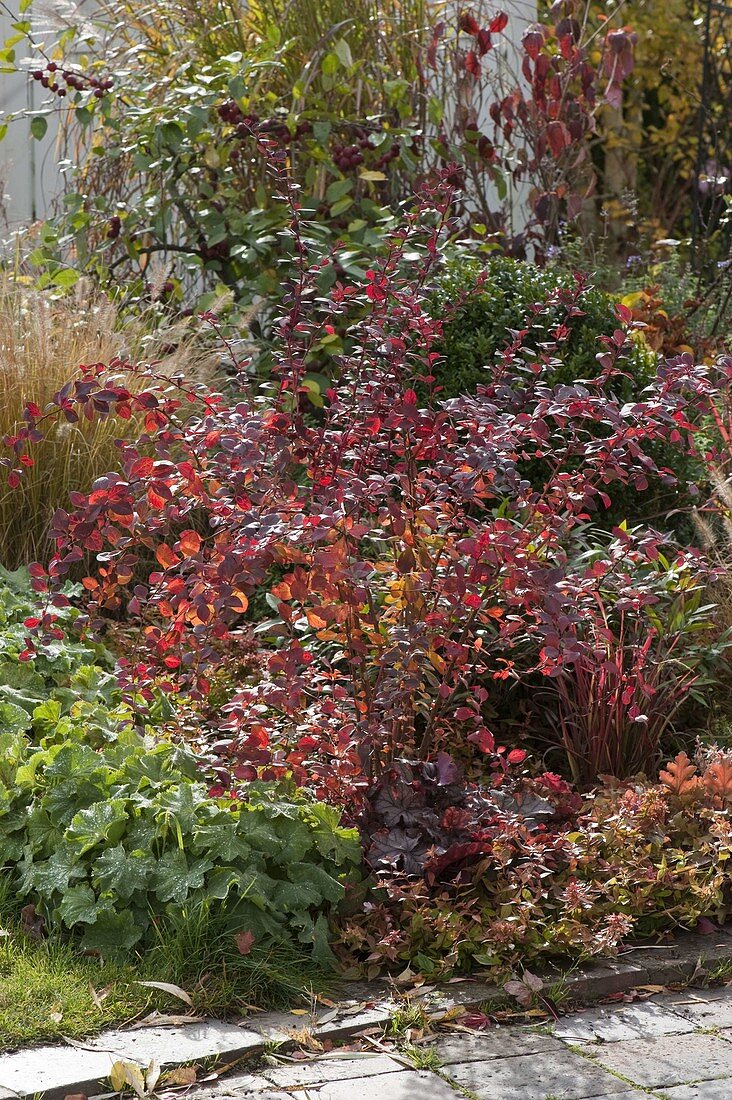 Berberis thunbergii 'Atropurpurea' (Berberitze), Alchemilla