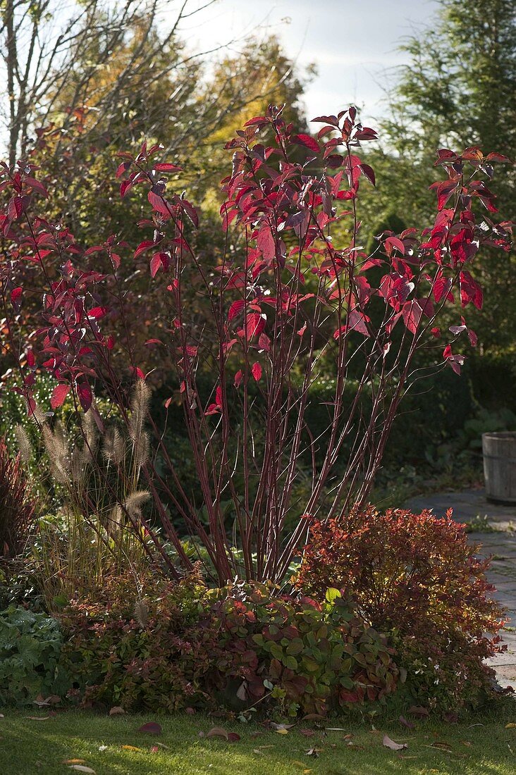 Cornus alba (Weißer Hartriegel) mit rotem Herbstlaub, Pennisetum