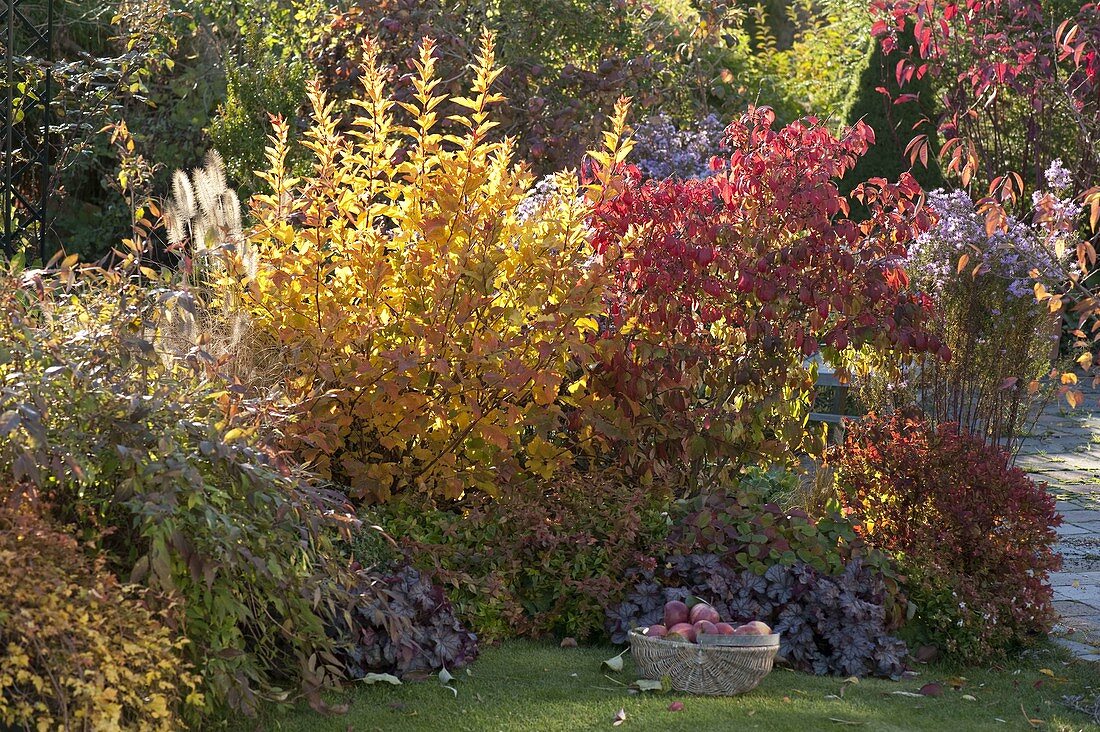 Autumn border with chrysanthemum and heuchera