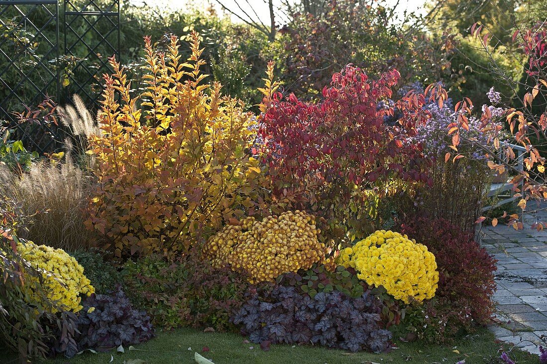 Autumn border with Chrysanthemum (autumn chrysanthemum), Heuchera