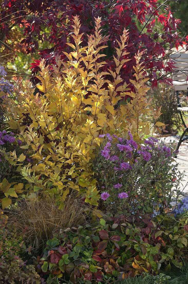 Herbstbeet mit Gehölzen in Herbstfärbung und Stauden