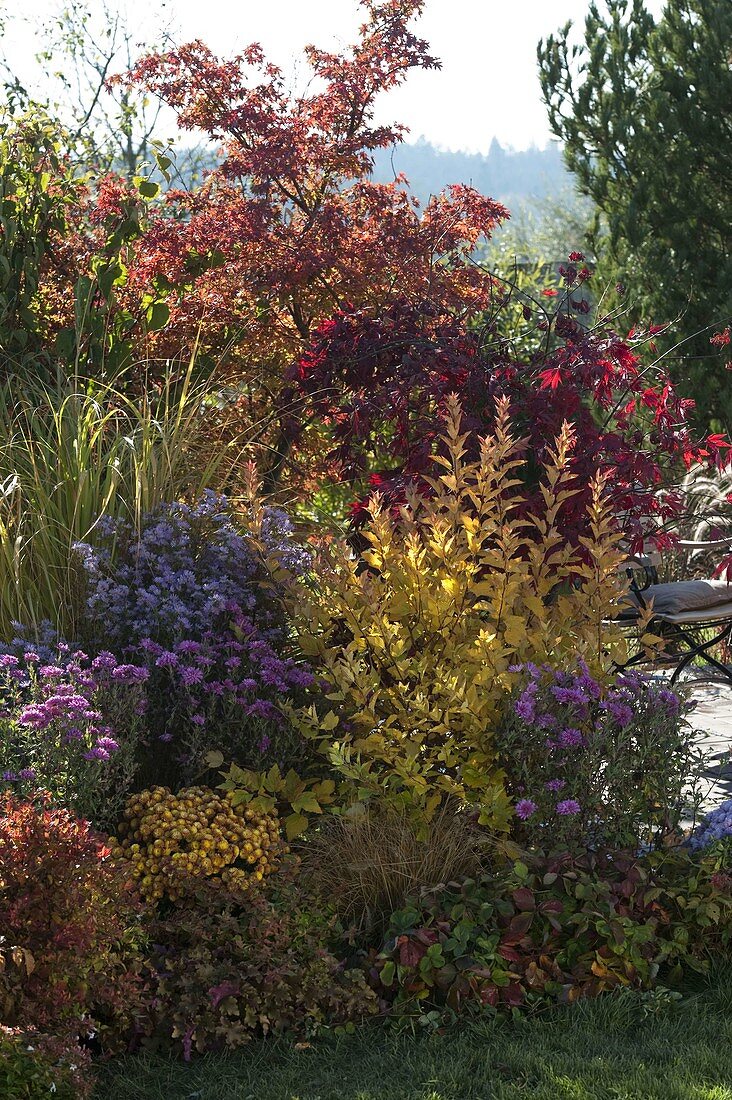 Autumn border with woody plants in autumn colour and perennials