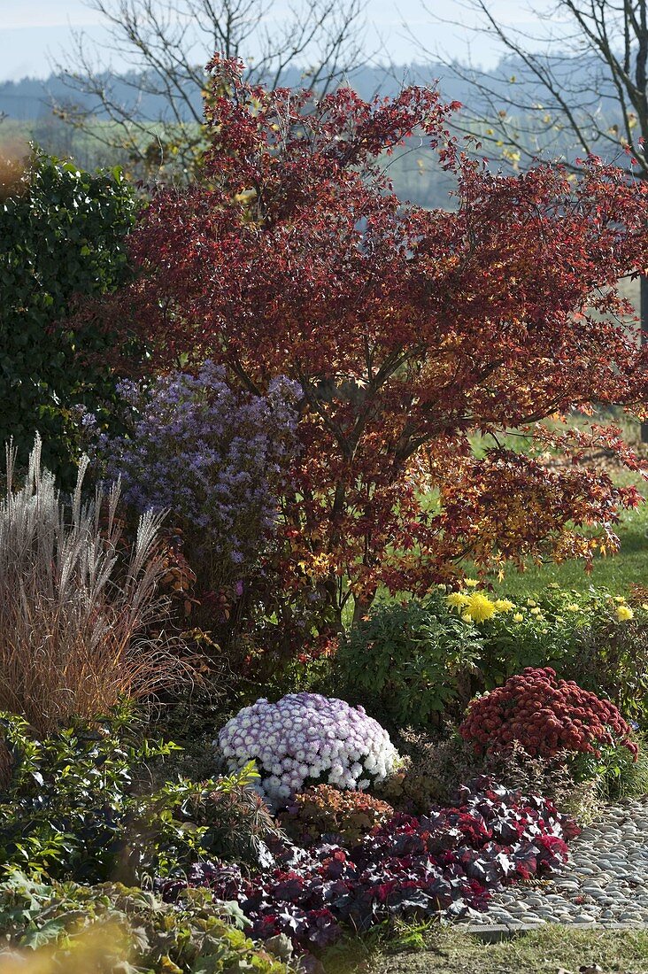 Acer palmatum 'Atropurpurea' (Japanischer Fächerahorn), Chrysanthemum