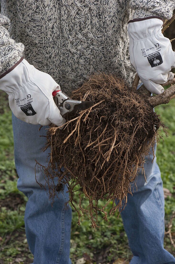 Planting forsythia (gold bells) with exposed roots