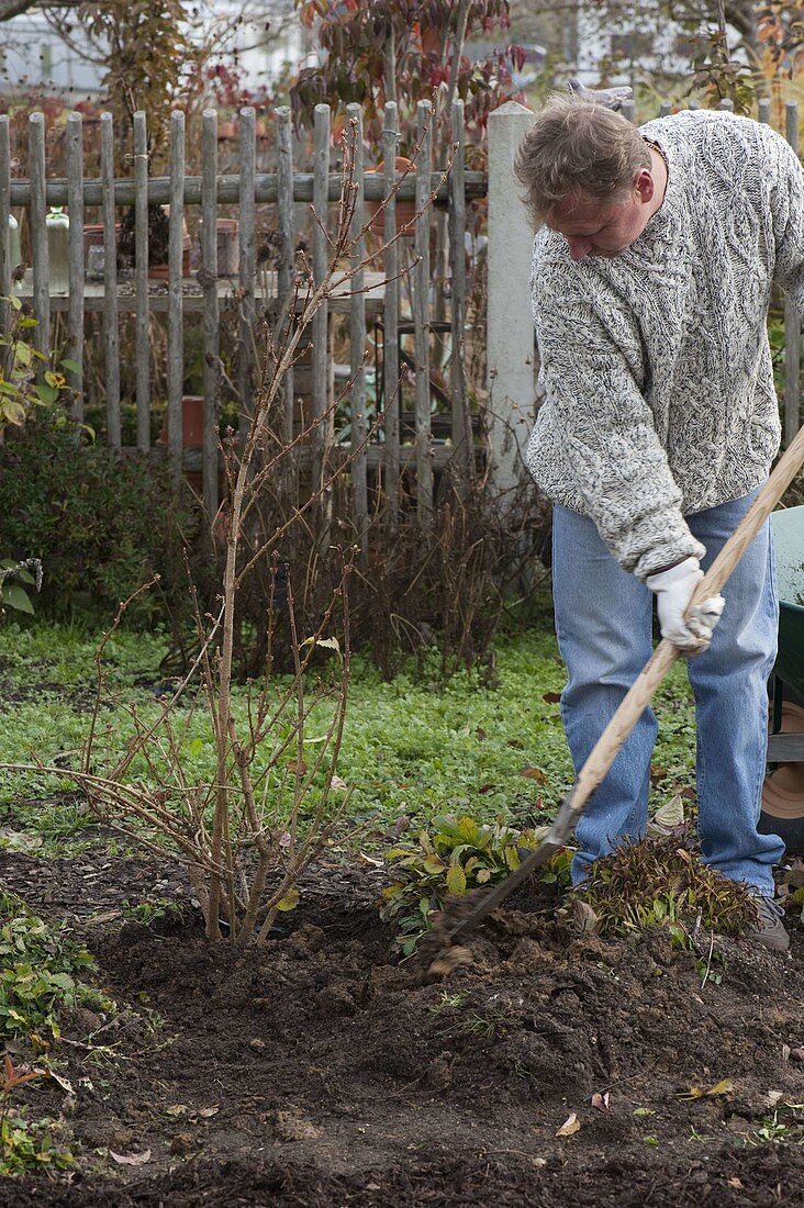 Forsythia (Goldbell) bare-root planting (6/8)