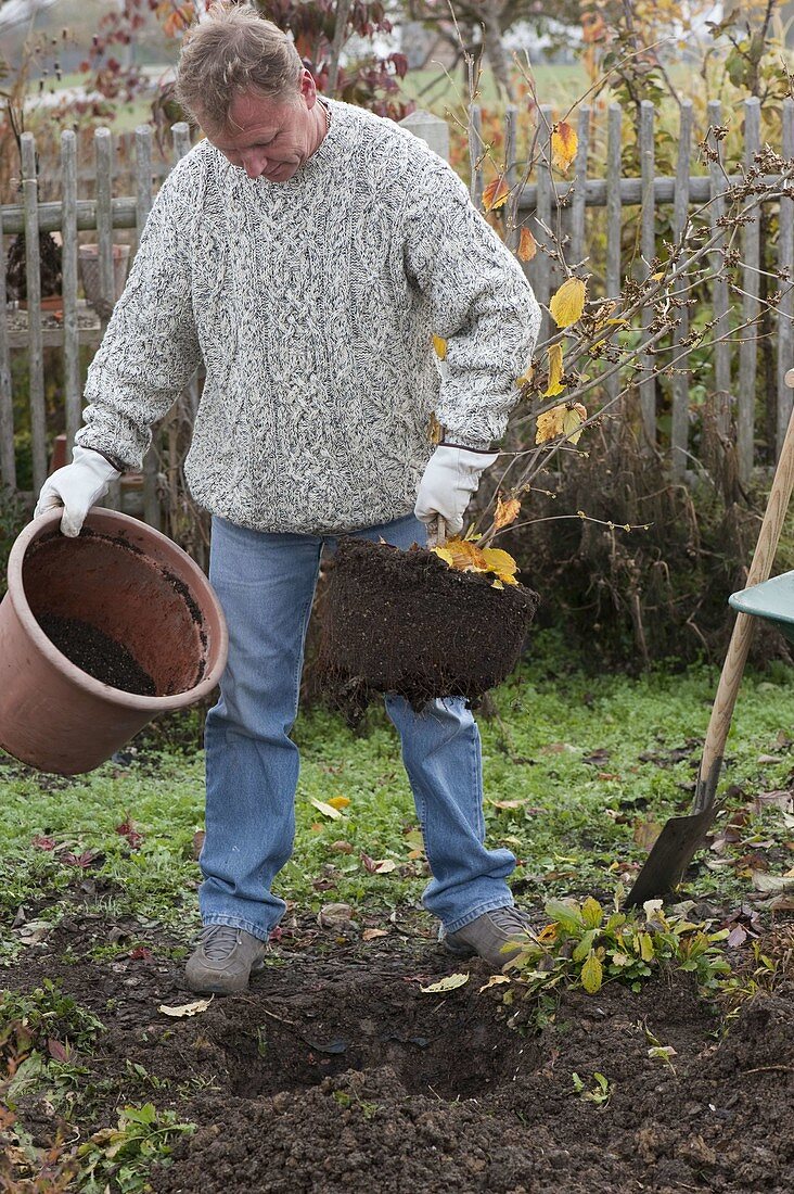 Man plants witch hazel