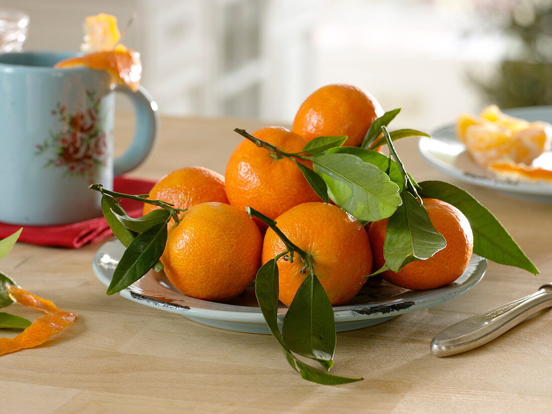 Mandarins (Citrus reticulata) with leaves