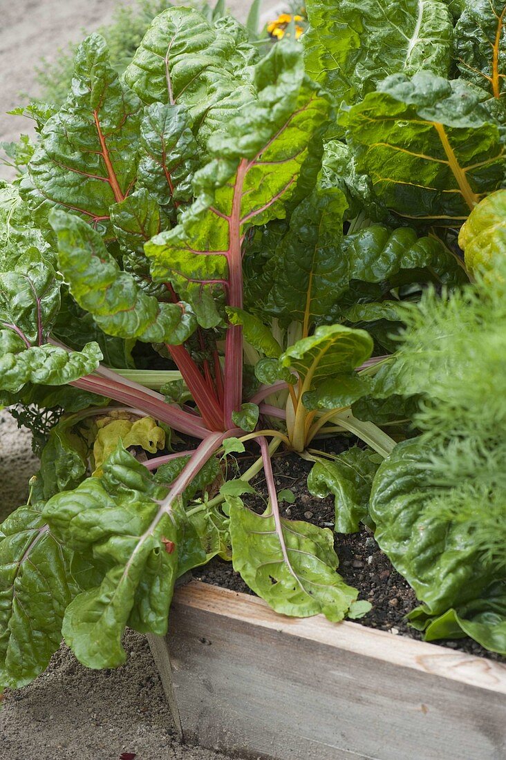 Creating trapezoidal beds as a vegetable and herb garden