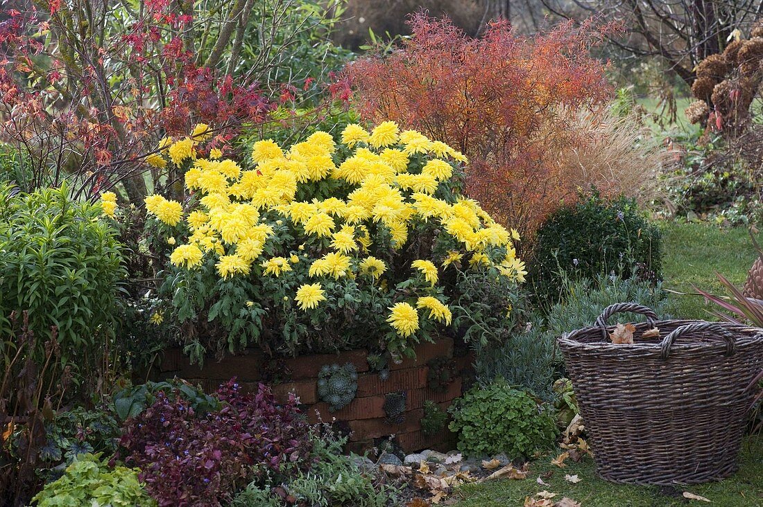 Chrysanthemum indicum 'November Sun', Spiraea