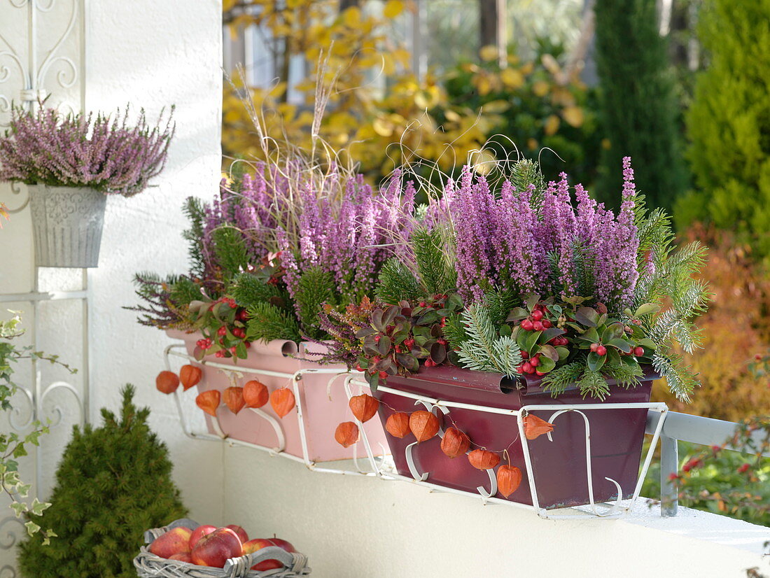 Balcony boxes with Erica gracilis 'Christine' (potferica), Gaultheria