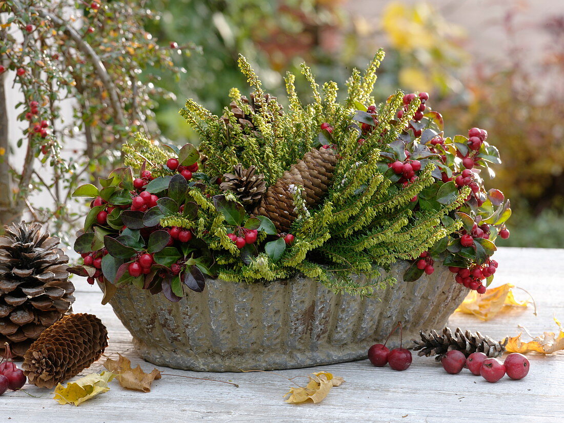 Autumn cup with Erica x darleyensis, Gaultheria