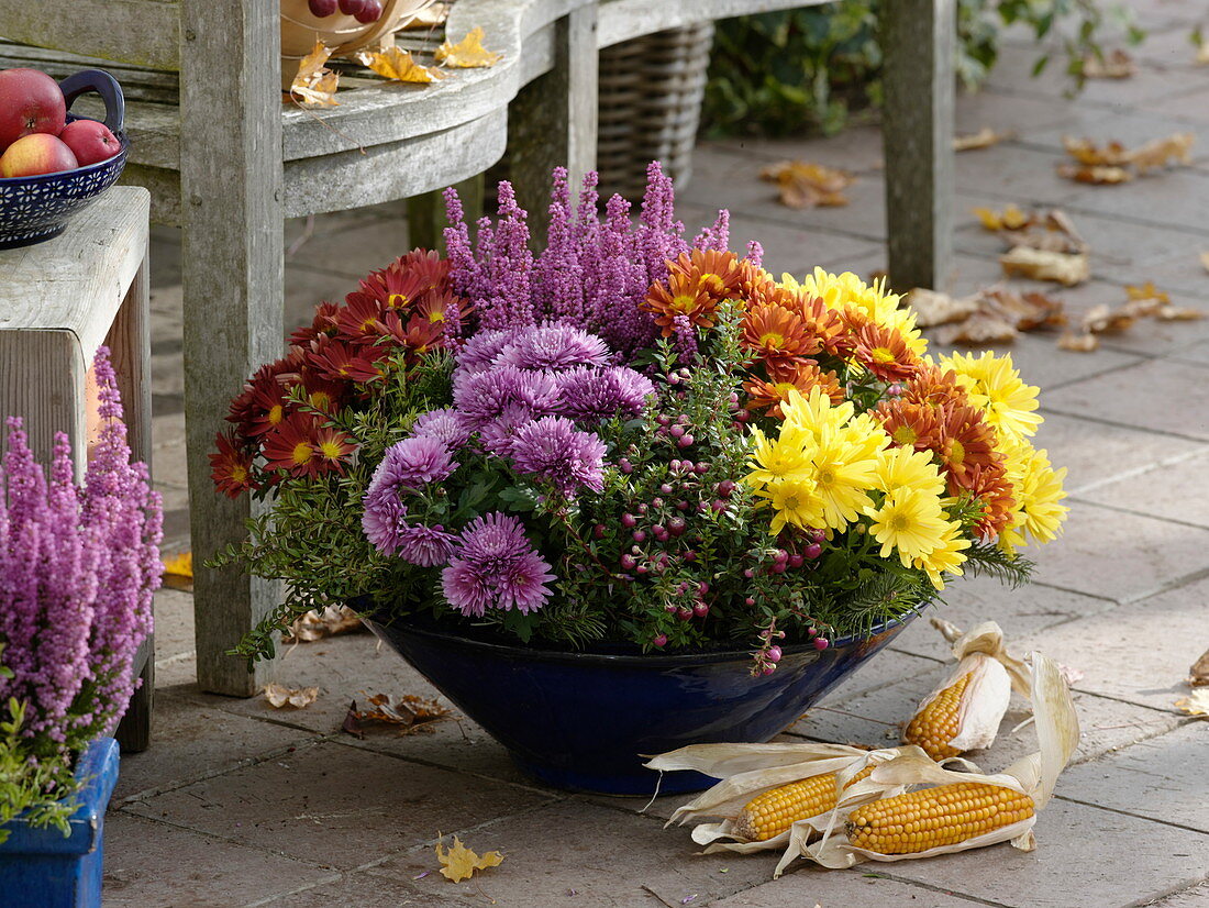 Blue bowl with Chrysanthemum indicum (autumn chrysanthemums), Pernettya