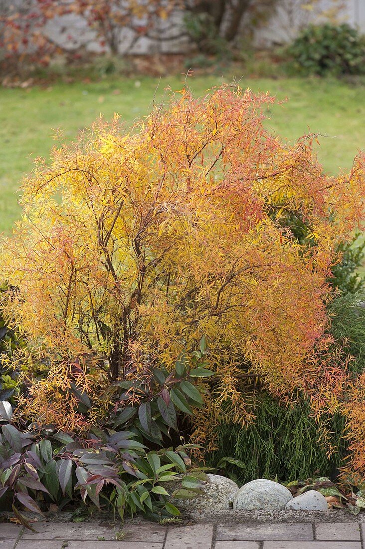 Spiraera thunbergii (Spierstrauch) in Herbstfärbung
