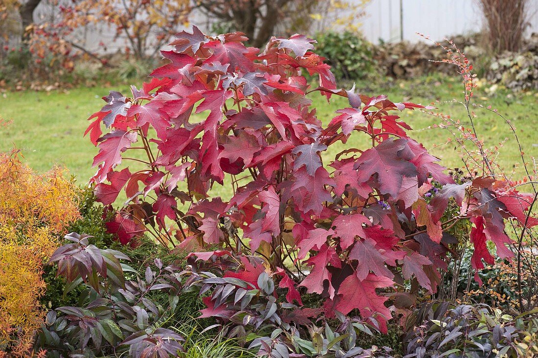 Hydrangea quercifolia (Eichenblatt-Hortensie), Leucothoe walteri