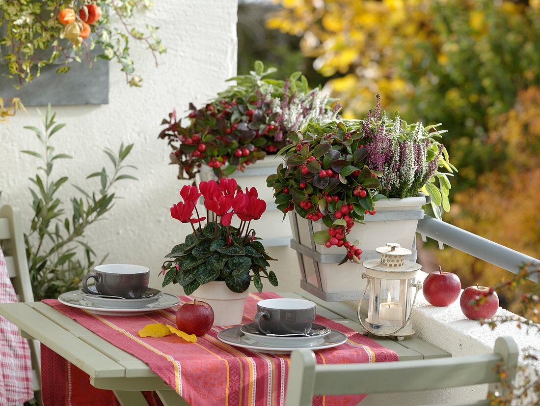 Herbstlicher Balkon: Gaultheria (Scheinbeere), Calluna Twin Girls