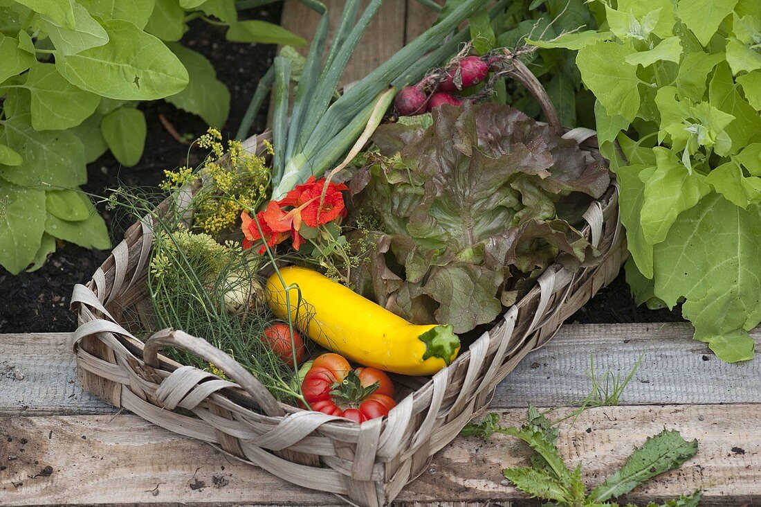 Cottage garden through the year, from the plant to the harvest