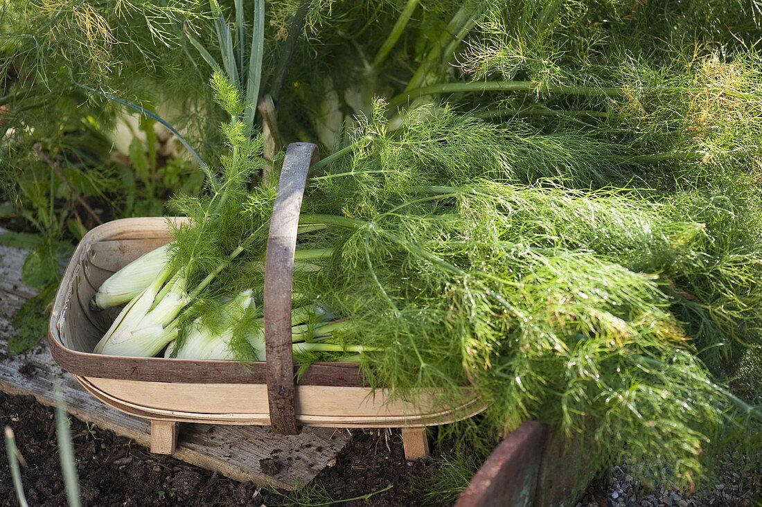 Farm garden all year round, from planting to harvesting