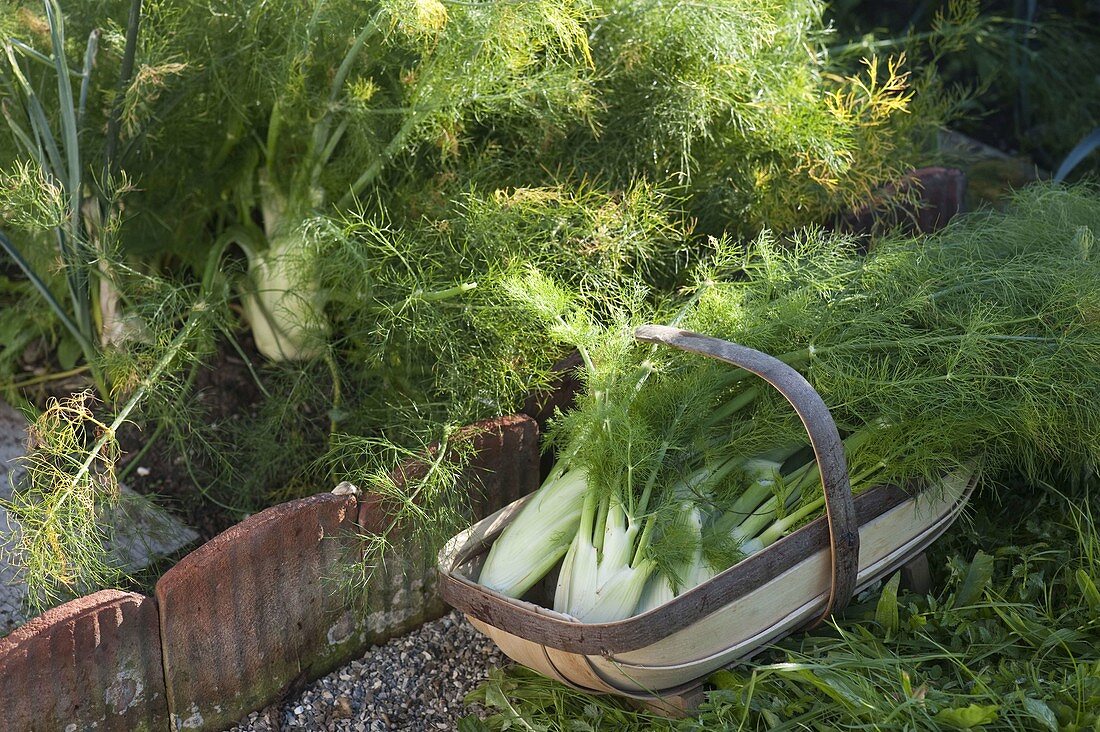 Cottage garden through the year, from the plant to the harvest