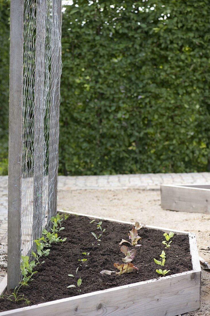 Trapezbeete als Gemüse- und Kräutergarten anlegen