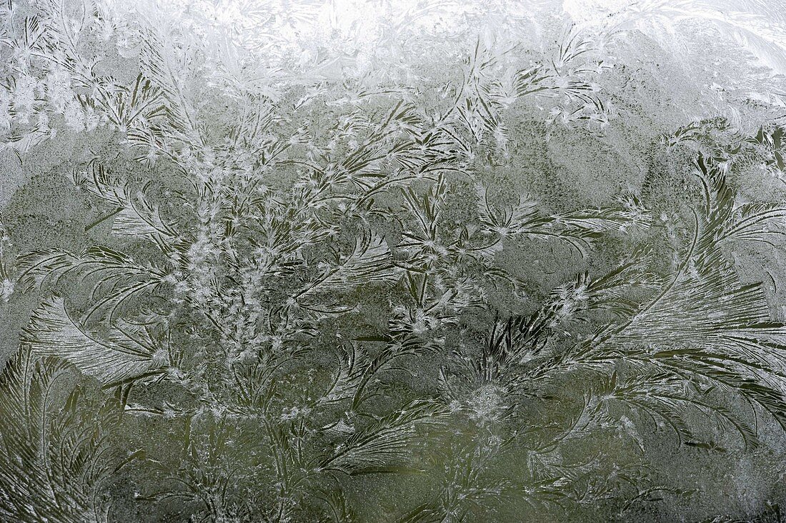 Nature art: Ice flowers at the window