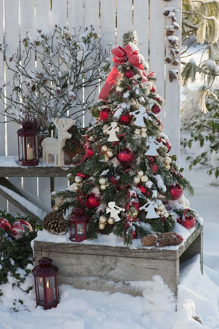 Small fir tree from Abies nordmanniana tied, decorated