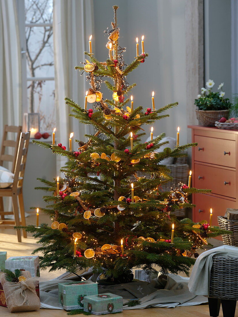 Naturally decorated Abies nordmanniana (Nordmann fir)