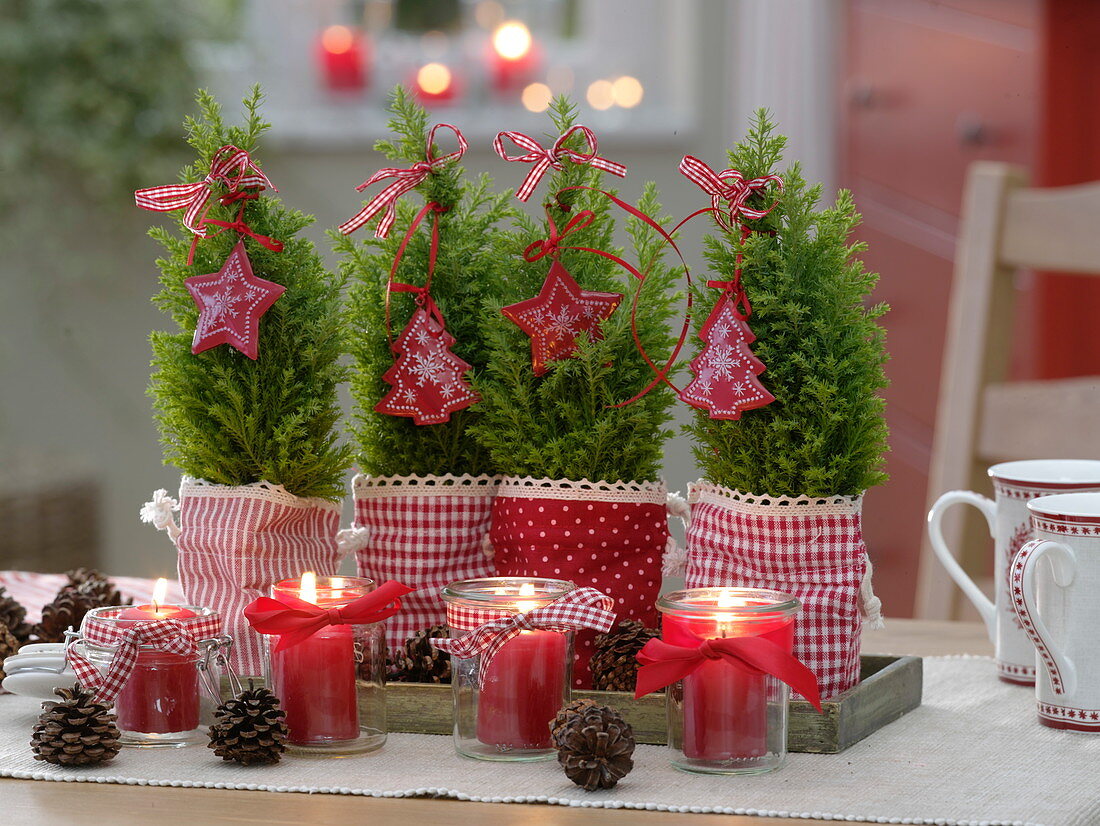 Small Chamaecyparis (false cypress) in red and white bags