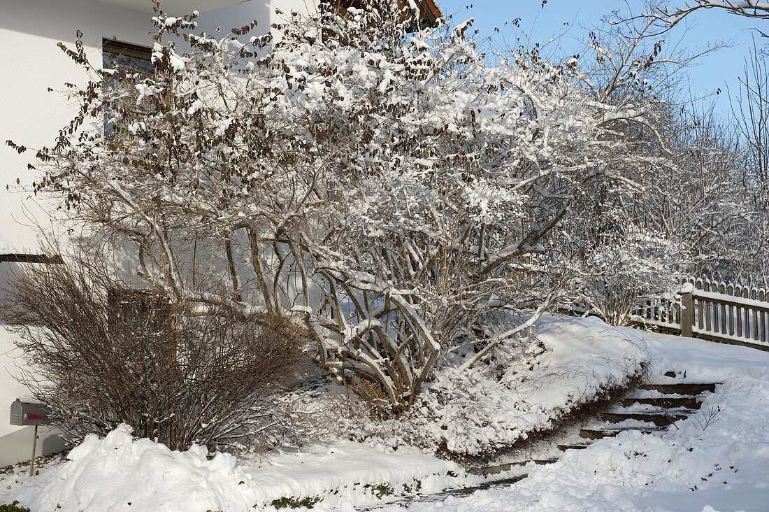 Snow-covered shrubs in the winter garden, stairs to the house, fence