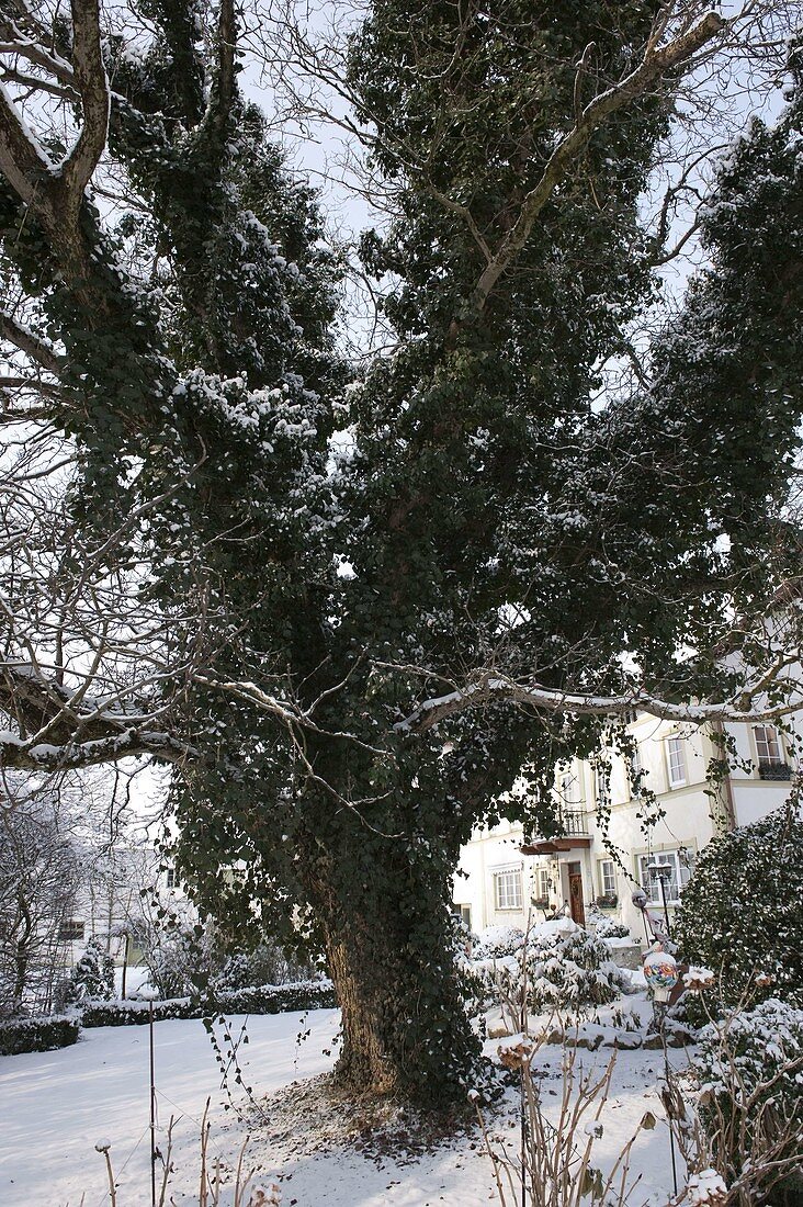 Large tree overgrown with Hedera (ivy)