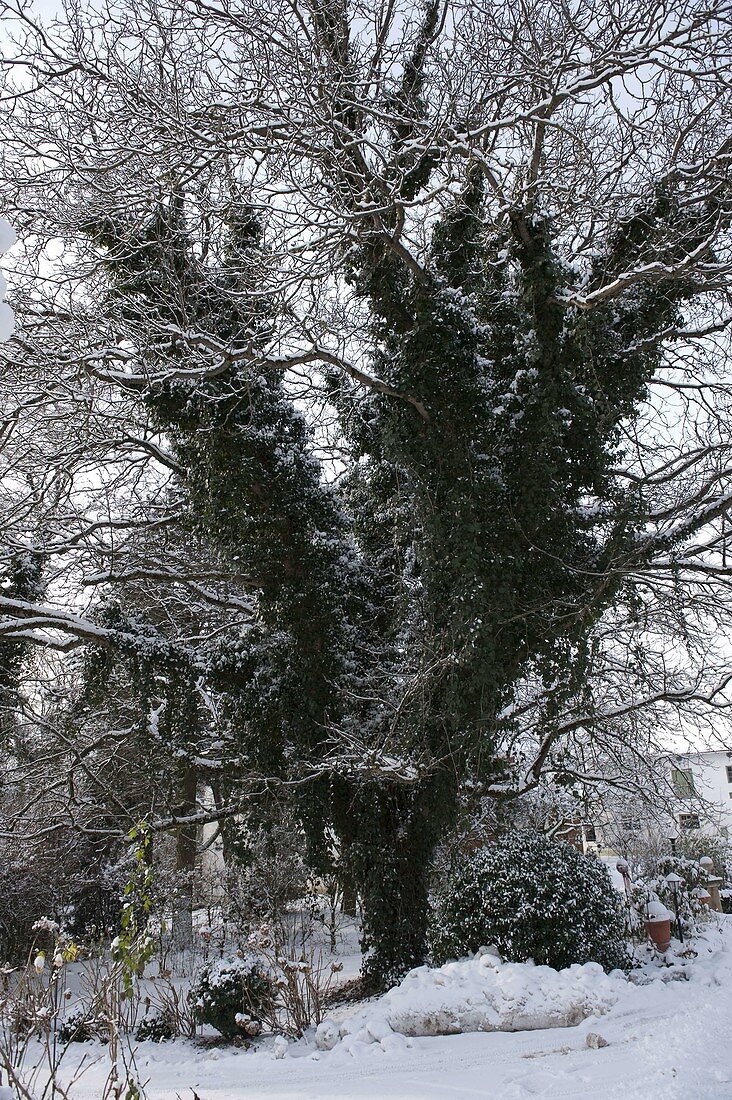 Large tree overgrown with Hedera (ivy)