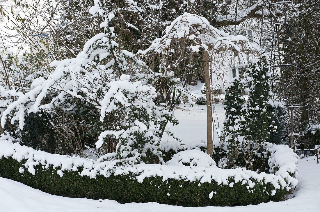 Snowy shrubs in a bed with a Buxus (box) hedge