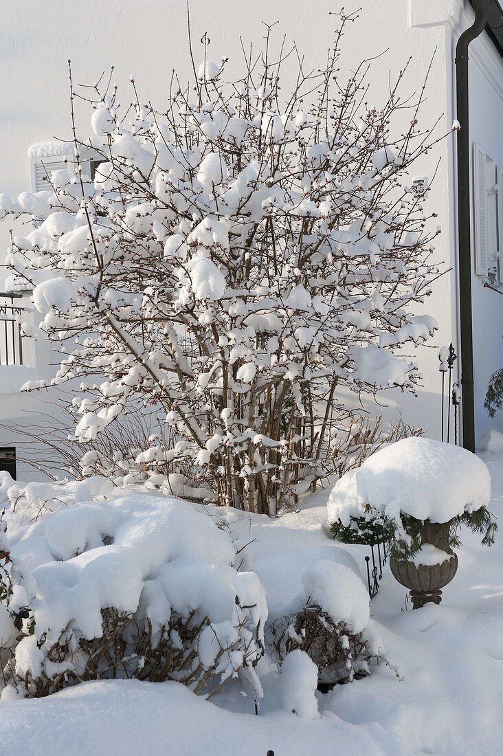 Snowy Viburnum bodnantense (scented snowball) in front of the house wall