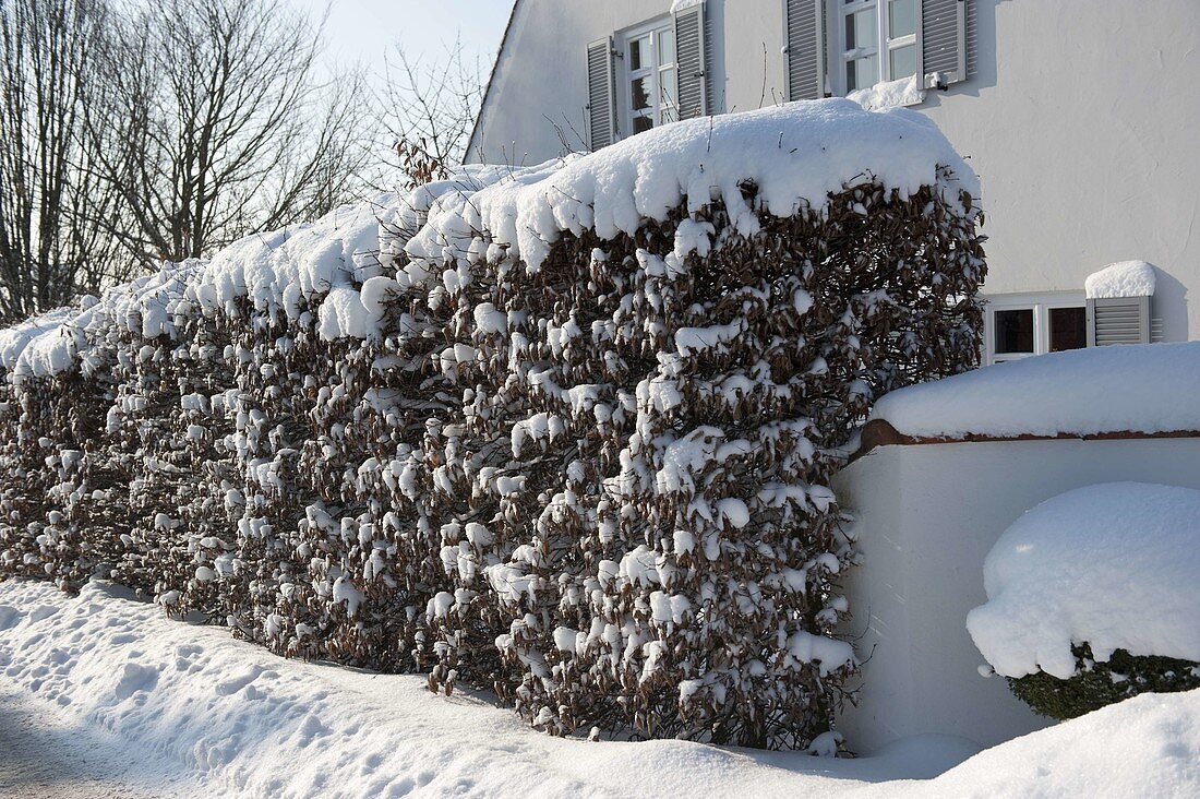 Snowy hedge from Carpinus betulus ( hornbeam)