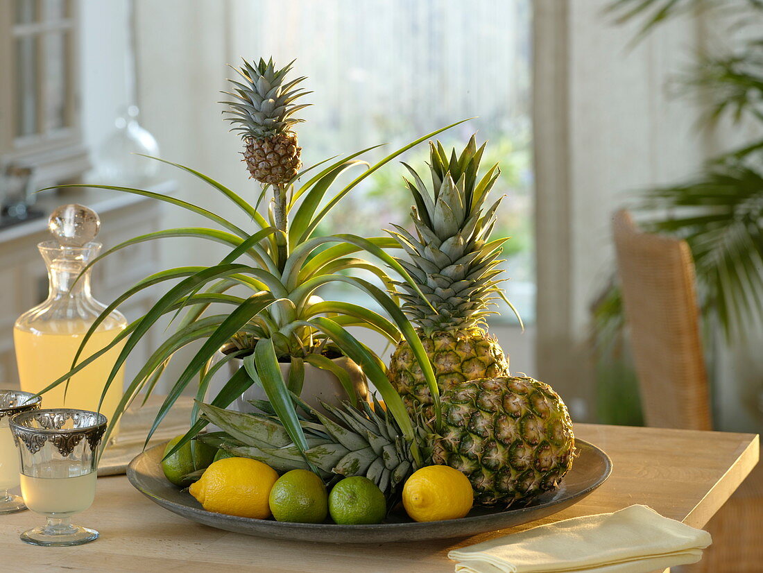 Pineapple comosus, as a houseplant with mini fruit