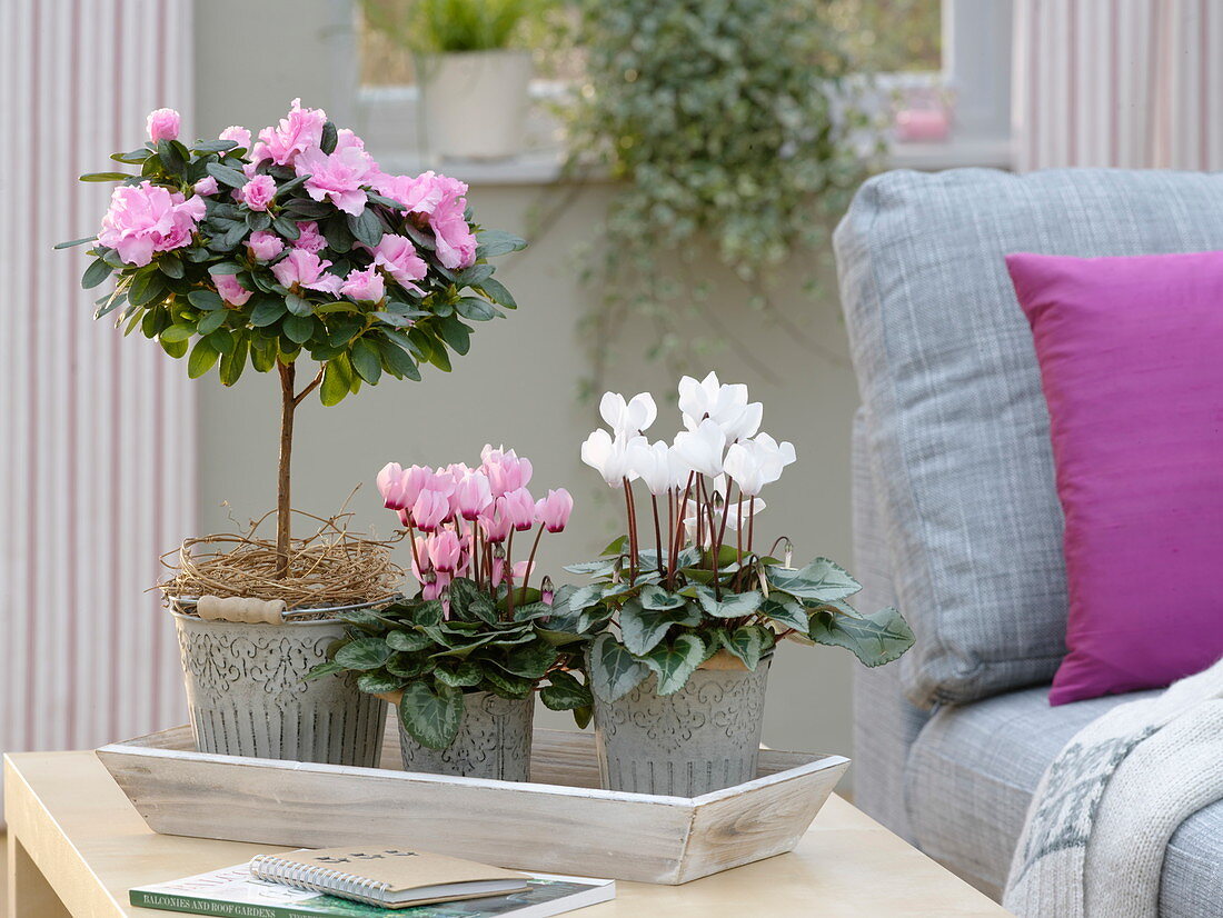 Cyclamen (Alpenveilchen) und Rhododendron simsii (Zimmerazalee)