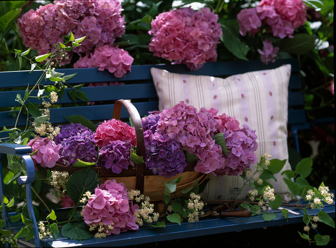 Hydrangea macrophylla / Hortensie als Strauch und frisch