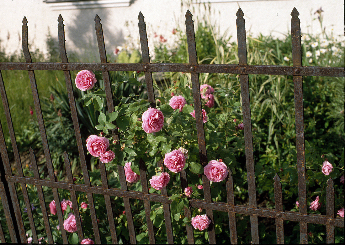 Rosa 'Louise Odier' (Bourbon Rose)