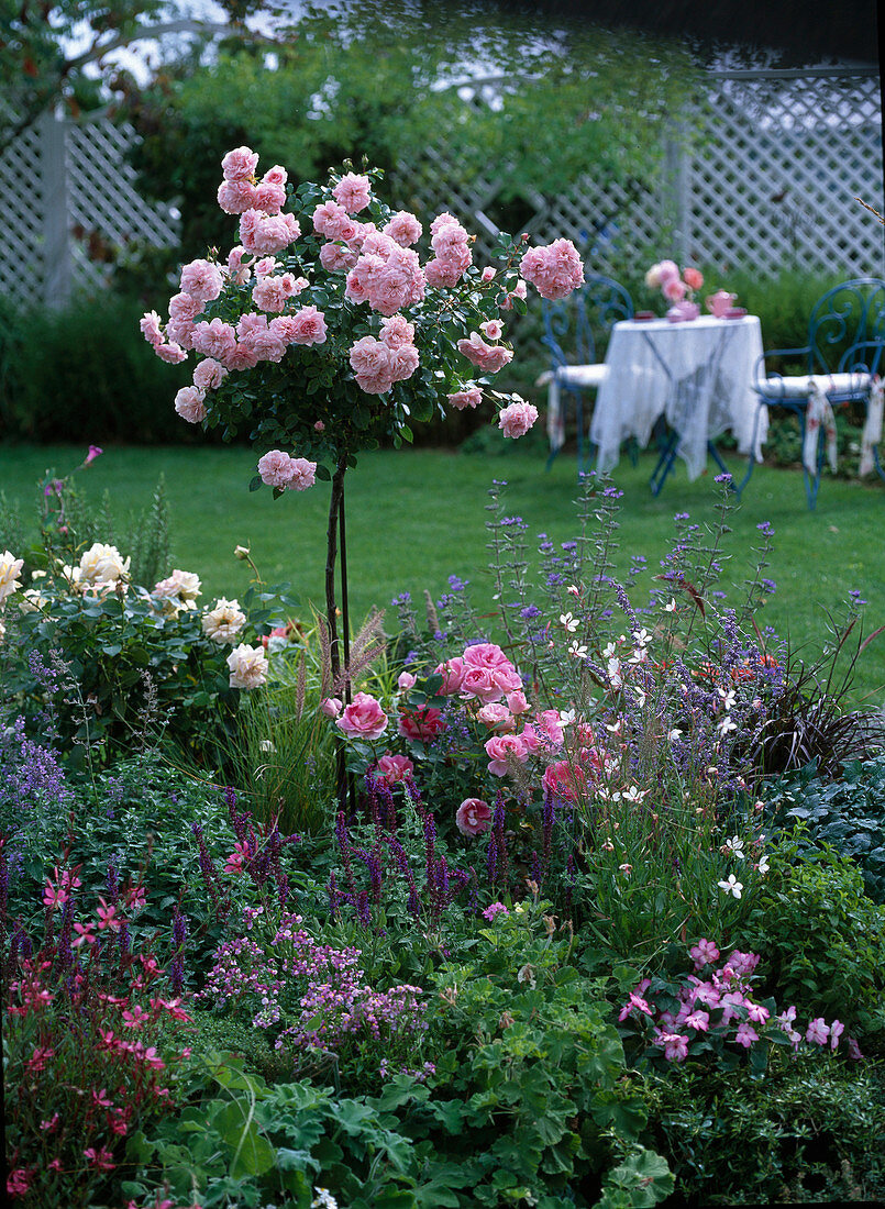 Rosa 'Bonica 82' (rose stems), Gaura (magnificent candles)