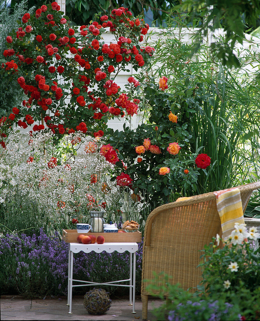 Bed with rose 'Orange Meilllandina', Gypsophila (baby's breath)