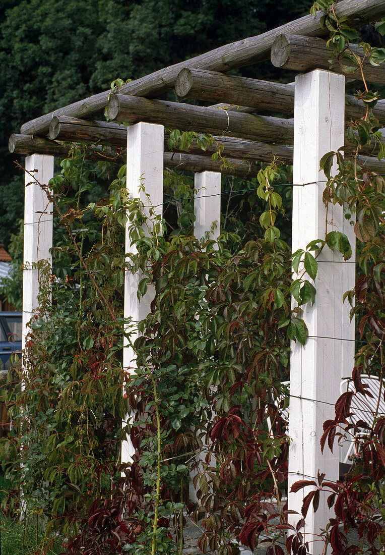 Pergola mit wildem Wein und roter Kletterrose