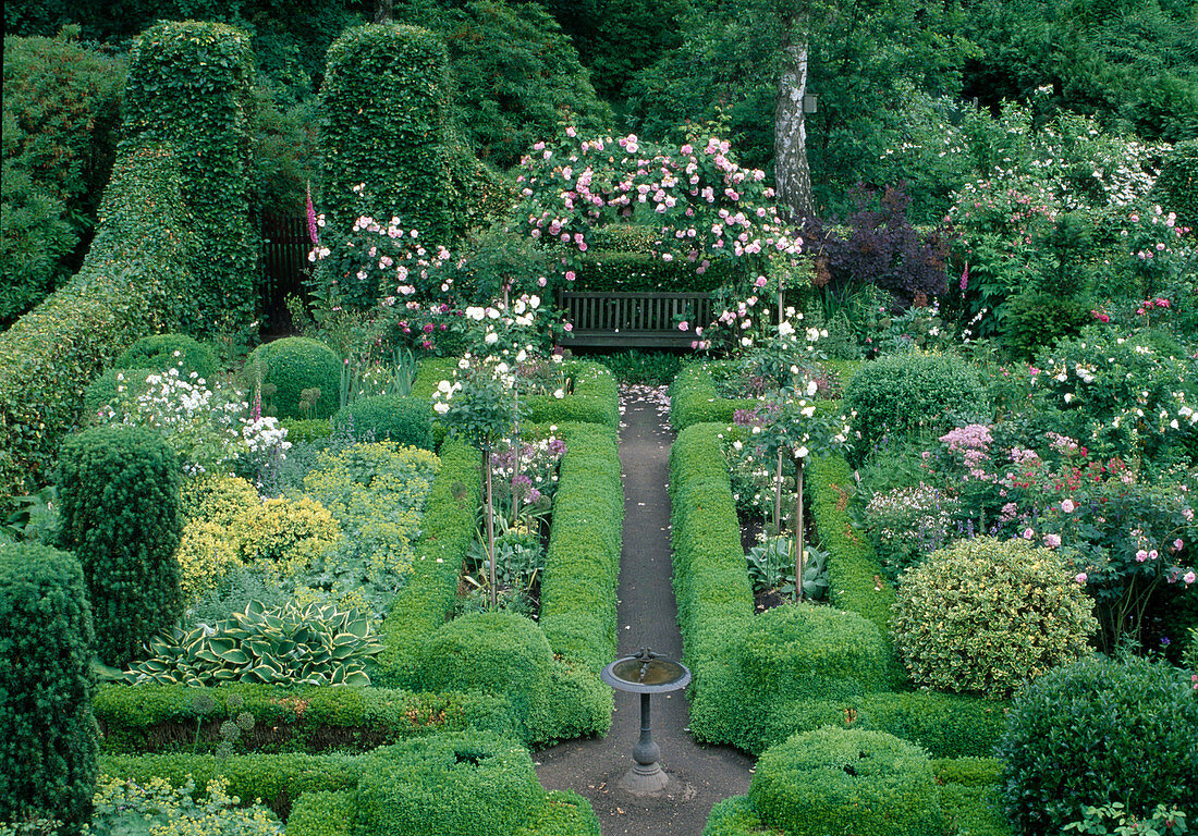 Formaler Garten eingefaßt mit Buxus sempervirens (Buchs) und Rose 'Constance Spry' als Rosenbogen über der Bank, Vogeltränke