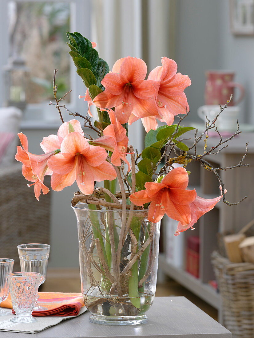 Hippeastrum 'Orange Souvereign', Leaves of Zamioculcas